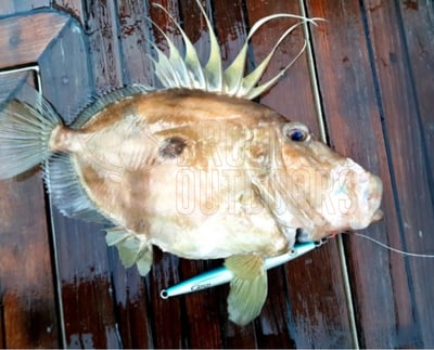 Catch the Joker Longfall Jig 400gm