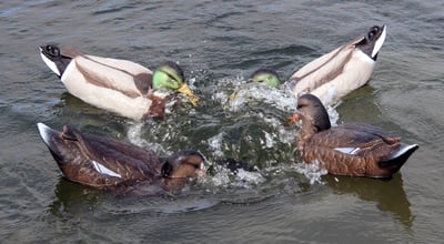 Game on Feeding Frenzy Motion Decoy System