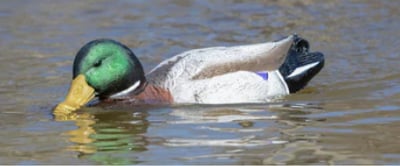 Higdon Battleship Swimmer PRO Mallard Drake Decoy