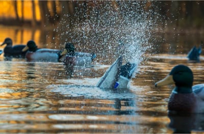Higdon Pro Pulsator Mallard Drake Decoy