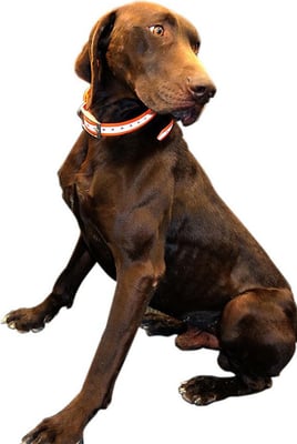 Outdoor Outfitters DuraFlect Hi-Viz Dog Collar Reflector Strip