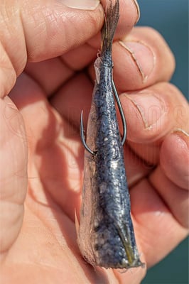 Owner 5115 Octopus Cutting Point Hook 3/0