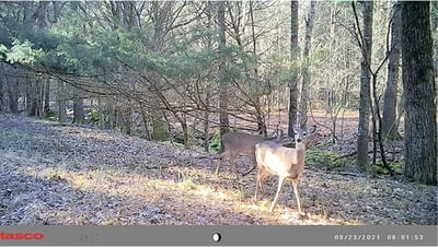 Tasco 12MP Low Glo Trail Camera