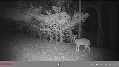 Tasco 12MP Low Glo Trail Camera